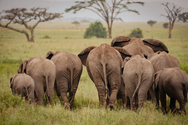 Adorable elephant butts as a herd family walks away, taken in Serengeti National Park Tanzania
