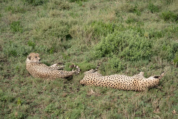 Två Geparder Låg Gräset Koppla Serengeti Nationalpark Tanzania — Stockfoto