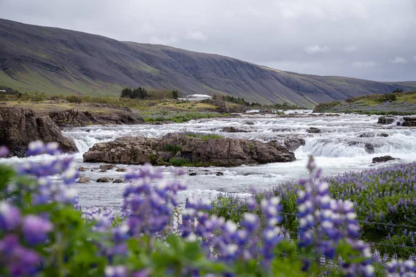 アイスランドのレイノヴィチ近くのラクスフォス滝 紫色のルプラインの花 — ストック写真