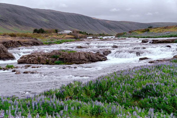 冰岛Reynivellir附近的Laxfoss瀑布 开着紫色的丁香花 — 图库照片