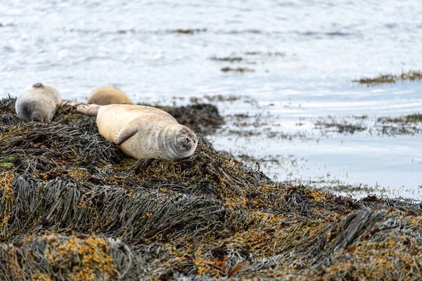Golden Seal Repousa Sobre Falésias Rochosas Praia Ytri Tunga Islândia — Fotografia de Stock