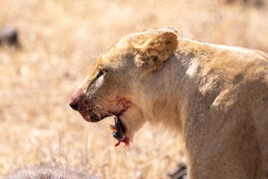 Kanlı ağızlı aslan az önce öldürdüğü bir bufaloyu yiyor. Kenya, Nairobi Ulusal Parkı