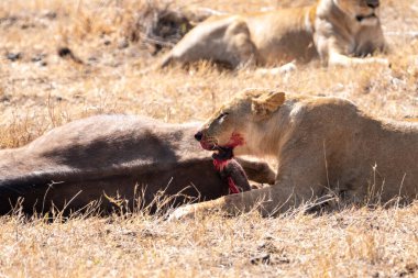Kanlı ağızlı aslan az önce öldürdüğü bir bufaloyu yiyor. Kenya, Nairobi Ulusal Parkı