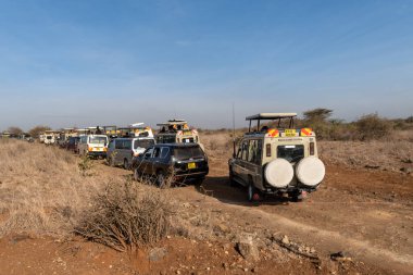 Nairobi, Kenya - 18 Mart 2023: Bir aslanı görmek için bekleyen safari araçları trafiği