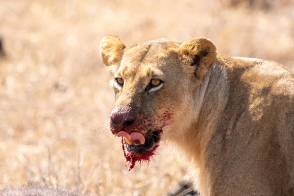 Lion Bouche Ensanglantée Mange Buffle Vient Tuer Kenya Parc National — Photo