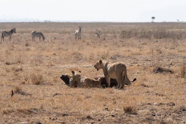 Lejon Med Blodig Mun Äter Cape Buffel Han Just Dödat — Stockfoto
