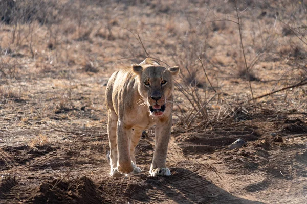 在肯尼亚内罗毕国家公园 食肉动物在草丛中漫步 狮子嘴里流着血 — 图库照片