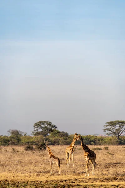 Girafas Nairobi National Park Quênia — Fotografia de Stock