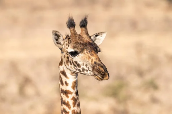 Giraffes Nairobi National Park Kenya Head Portrait — Stock Photo, Image