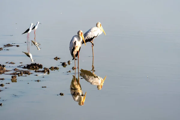 Yellow Billed Storks Calm Water Morning Nairobi National Park Kenya — Stock Photo, Image