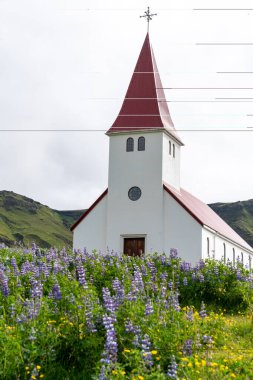 İzlanda, Vik 'teki ünlü Myrdal Kilisesi, mor kır çiçekleri