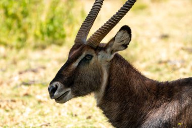 Naivasha Gölü - Kenya 'da Su Buck portresi