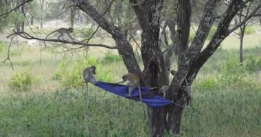 Maymunlar Tarangire Ulusal Parkı Tanza 'da çeçe sineğini önleme amaçlı mavi ve siyah bir bayrak üzerinde oynuyorlar.