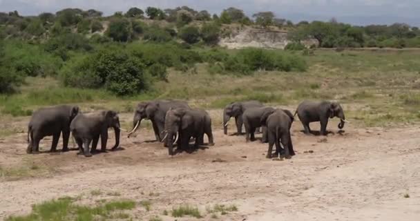 在坦桑尼亚的塔兰热尔国家公园 一群大象一起散步 — 图库视频影像