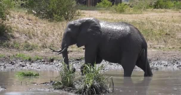 Grande Elefante Enlameado Caminha Pela Grama Cratera Ngorongoro Tanzânia — Vídeo de Stock