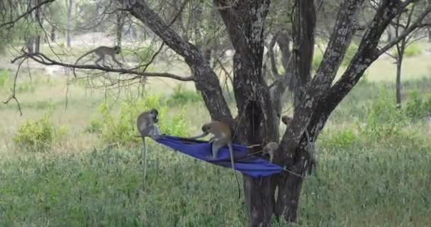 Małpy Bawią Się Niebiesko Czarnej Fladze Przeznaczonej Tsetse Fly Pest — Wideo stockowe