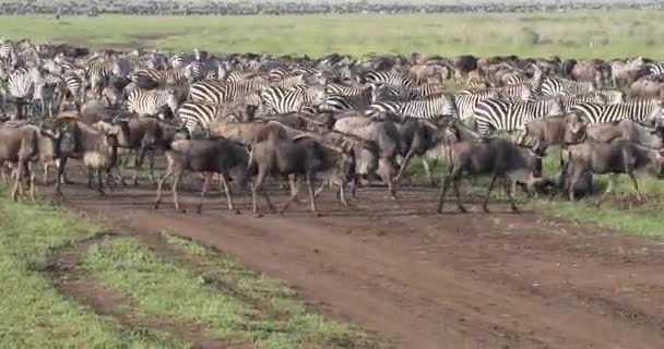 Zebras Und Gnus Grasen Gemeinsam Harmonie Serengeti Nationalpark Tansania Afrika — Stockvideo