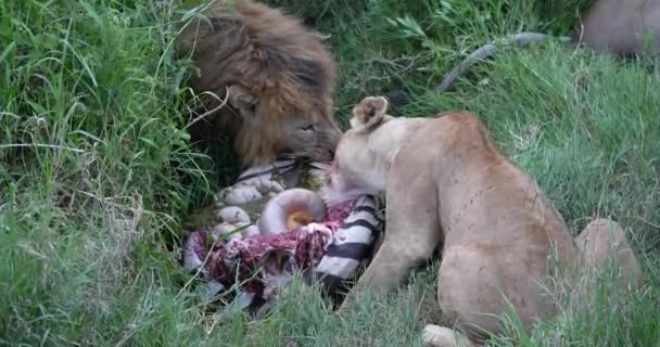 Två Lejon Äter Och Festar Ett Zebra Kadaver Just Dödat — Stockvideo