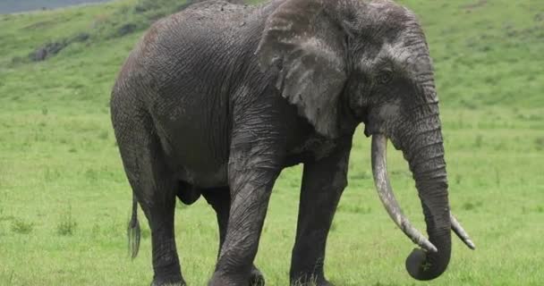 坦桑尼亚恩戈龙戈罗陨石坑 大而泥泞的大象在草地上漫步 — 图库视频影像