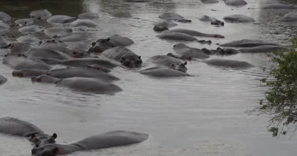 Hipopótamos Famoso Estanque Hipopótamo Parque Nacional Del Serengeti Tanzania — Vídeo de stock