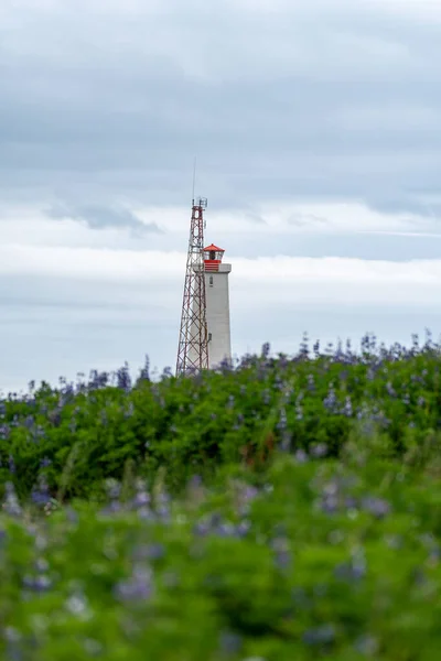 Farol Stokksnes Islândia Com Torre Telecomunicação Rodeado Por Tremoço Púrpura — Fotografia de Stock