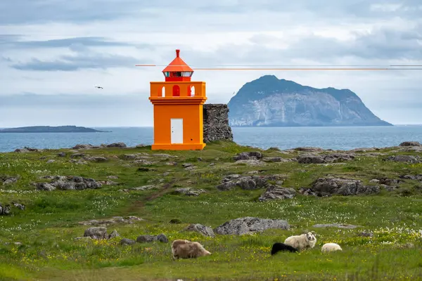 Hafnarnesviti turuncu deniz feneri İzlanda 'da, Bolungarvik Osholaviti yakınlarında. Deniz fenerinin önünde koyun