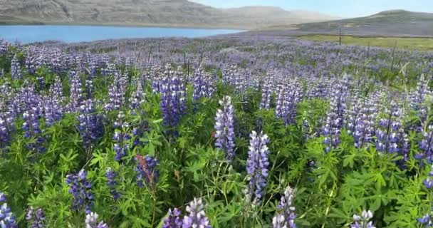 Velké Pole Fialových Vlčích Květů Vlálo Lehce Větru Westfjords Island — Stock video
