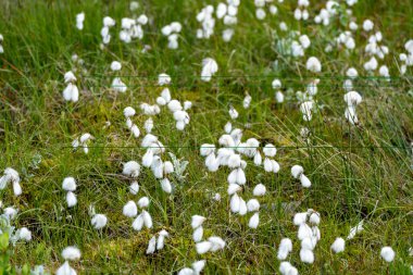 İzlanda 'da yetişen güzel pamuk çimleri genellikle bataklıklarda ve sulak alanlarda bulunur.