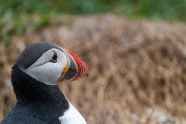 Sağa bakan bir martı portresi. İzlanda 'da