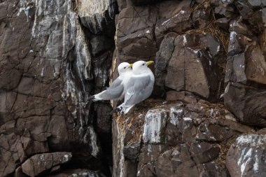 İzlanda 'daki kayalıklarda siyah bacaklı Kittiwake kuşu. İki kuş.