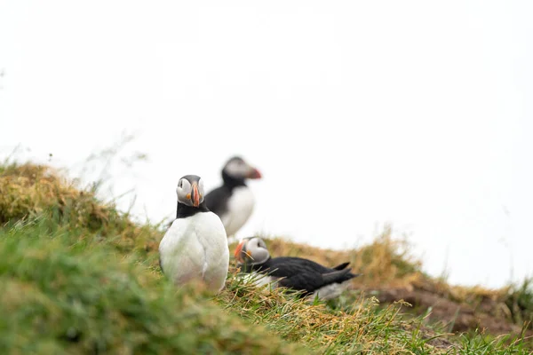 Three Puffins Cliff Iceland Only One Focus Nesting Season Summer — Stock Photo, Image