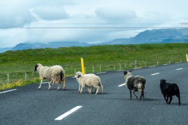 İzlanda 'da evcil koyunlar karşıdan karşıya geçiyor.