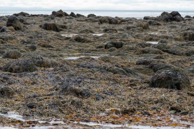 İzlanda 'daki Ytri Tunga plajında kayaları kaplayan tonlarca yosun ve deniz yosunu.