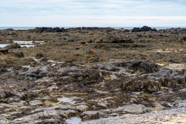 İzlanda 'daki Ytri Tunga plajında kayaları kaplayan tonlarca yosun ve deniz yosunu.