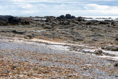 İzlanda 'daki Ytri Tunga plajında kayaları kaplayan tonlarca yosun ve deniz yosunu.