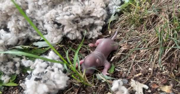 Kleine Eekhoorn Pasgeboren Liggend Grond Uit Zijn Nest — Stockvideo