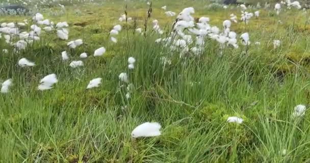 Belle Herbe Coton Poussant Islande Généralement Trouvé Dans Les Tourbières — Video
