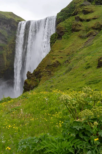 Wildflowers Rám Slavný Skogafoss Vodopád Islandu — Stock fotografie