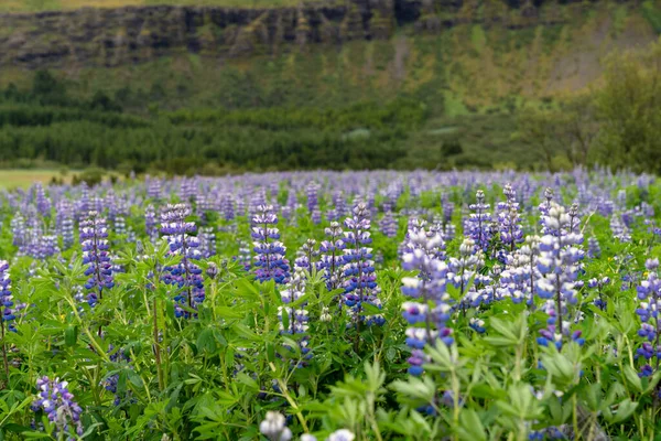 Pole Fioletowych Kwiatów Łubinu Islandii Latem — Zdjęcie stockowe