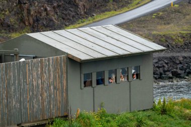 Borgarfj Eystri, İzlanda - 5 Temmuz 2023: Puffin, fırtınalı hava koşullarında ziyaretçilerin martıları görmesi için sığınma evi