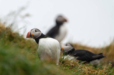 İzlanda 'da bir uçurumda üç martı, biri odakta.