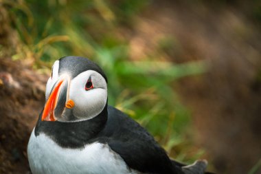 İzlanda 'da Atlantik martısının portresi