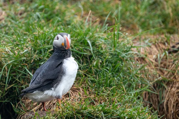 Atlantlunnefågel Med Nära Till Hålan Med Gräs Island — Stockfoto