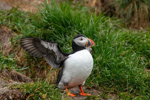 Puffin Wings Open Emerging Its Burrow Iceland — Stock Photo, Image