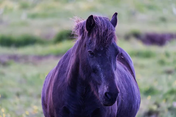 Islandzki Koń Łące Islandii — Zdjęcie stockowe