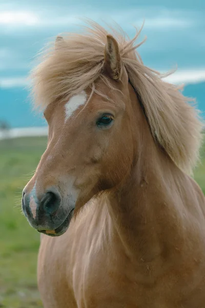 冰岛的一匹棕色的马在冰岛的草地上肖像画 — 图库照片