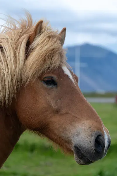 Исландская Лошадь Коричневая Лугу Исландии Портрет — стоковое фото