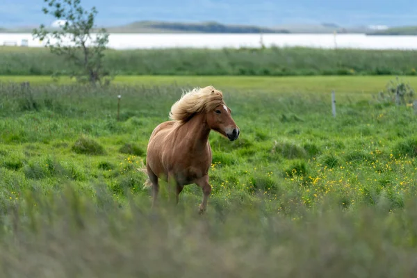 Cheval Islandais Brun Dans Une Prairie Islande — Photo