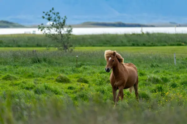 Cavallo Islandese Marrone Prato Islanda — Foto Stock