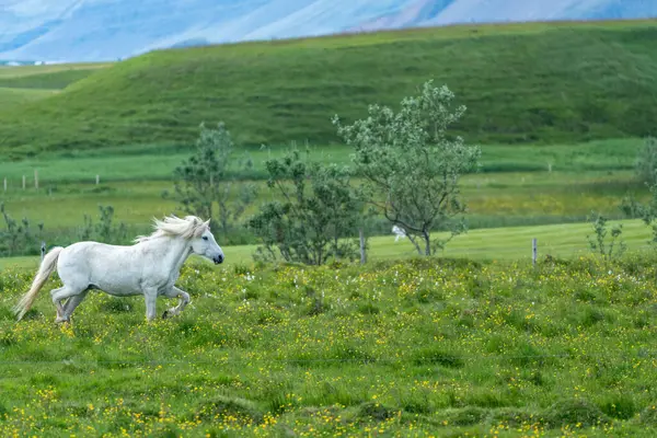 冰岛的一匹白马 在冰岛的草地上 — 图库照片